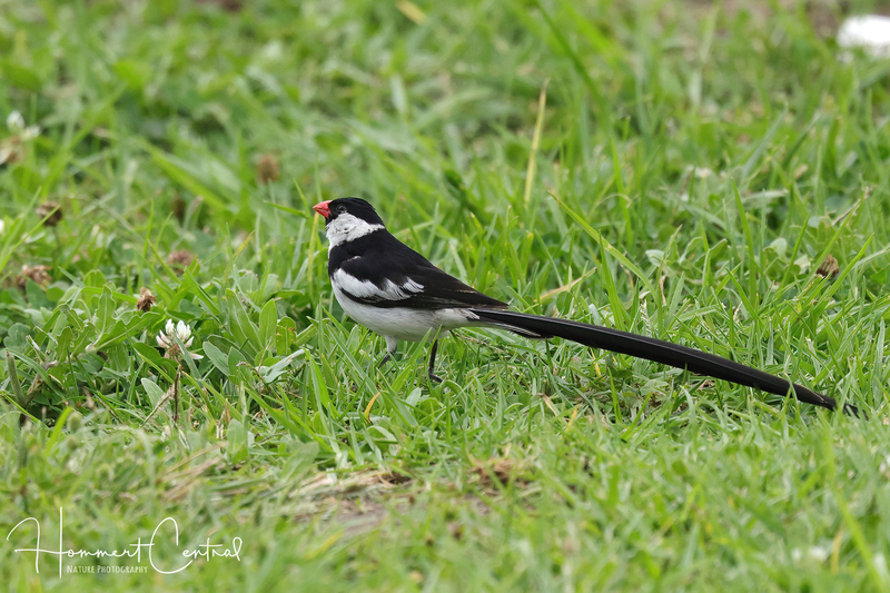 Pin-tailed Whydah (05).jpg