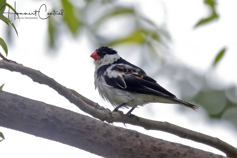 Pin-tailed Whydah (06).jpg