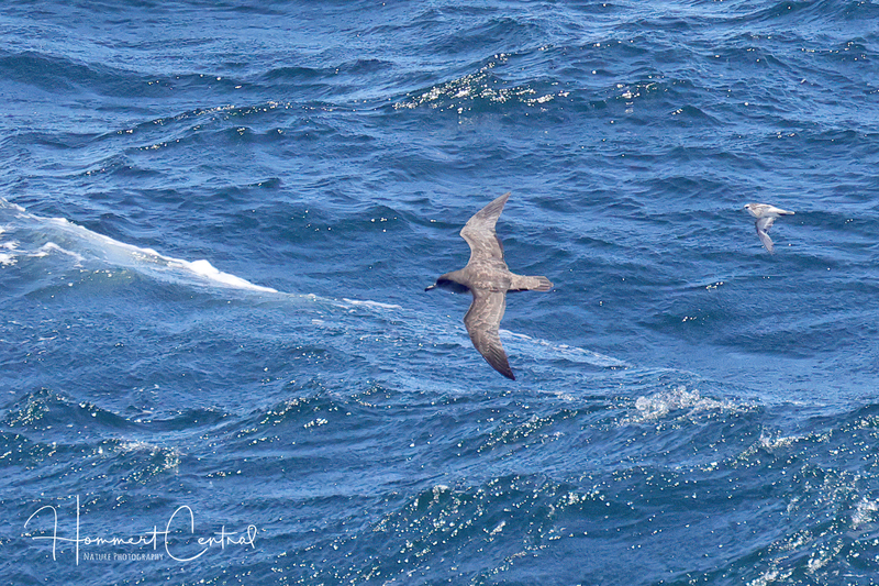 Pink-footed Shearwater (04).jpg