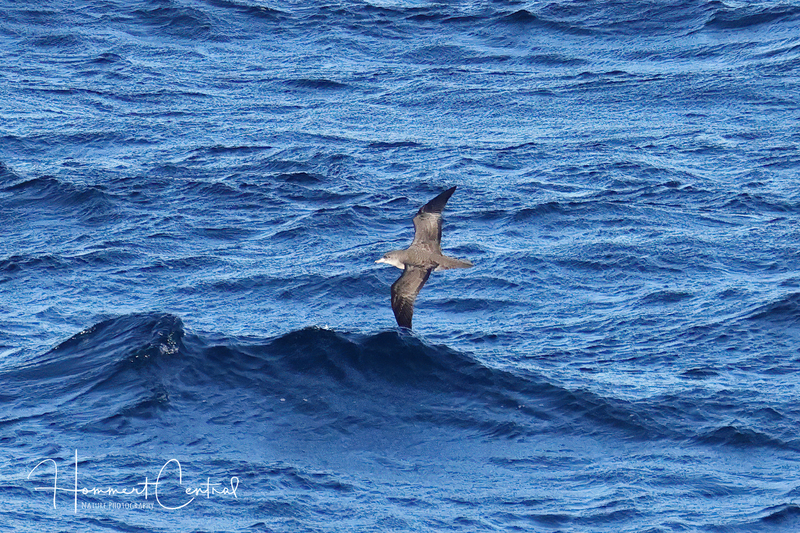 Pink-footed Shearwater (05).jpg
