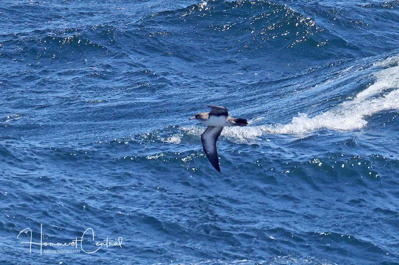 Pink-footed Shearwater (06).jpg