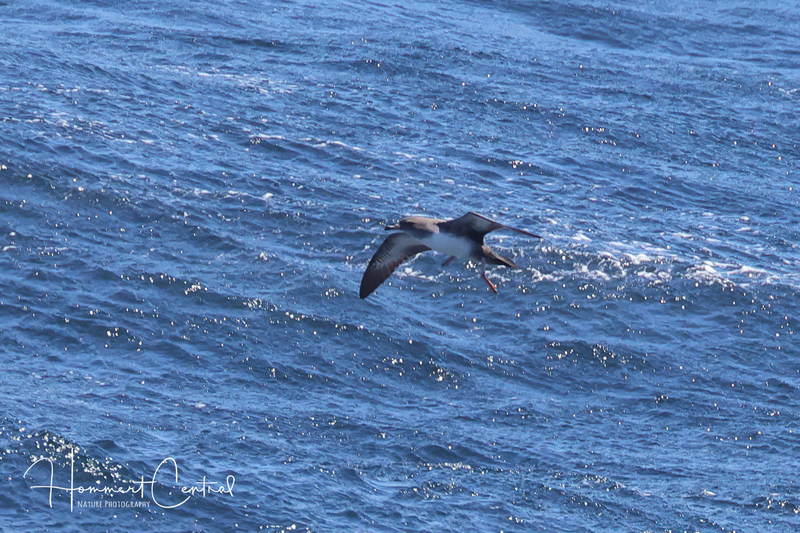 Pink-footed Shearwater (07).jpg