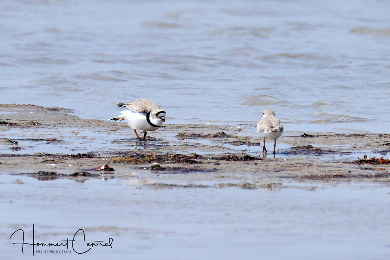 Piping Plover (11).jpg