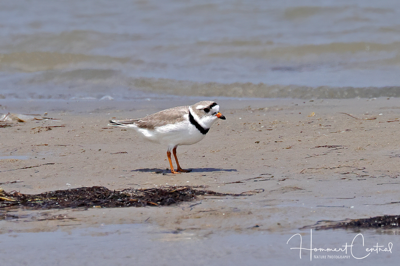 Piping Plover (12).jpg