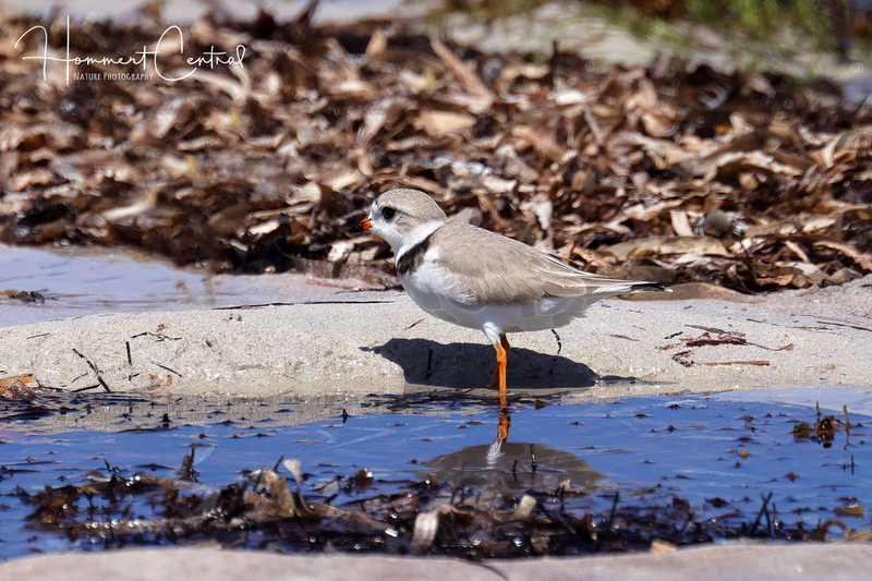Piping Plover (13).jpg