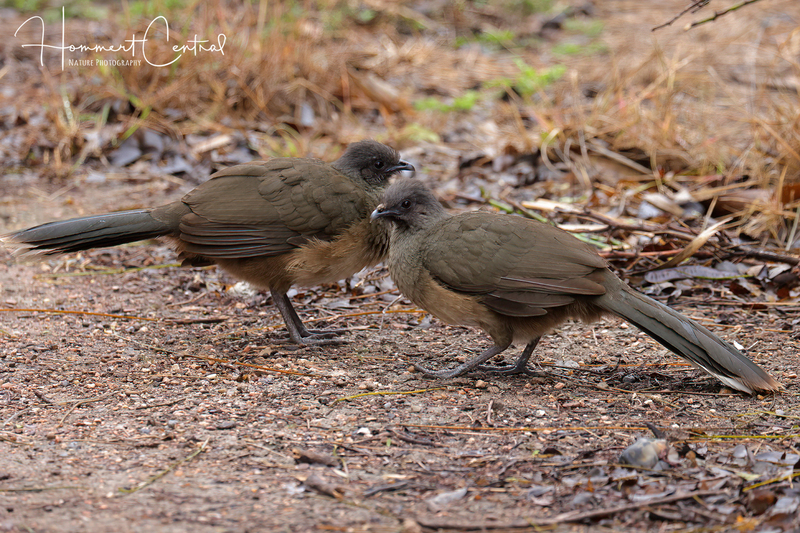 Plain Chachalaca (08).jpg