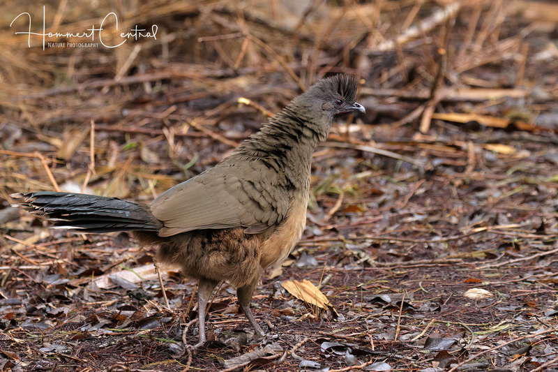 Plain Chachalaca (09).jpg