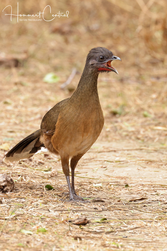 Plain Chachalaca (10).jpg