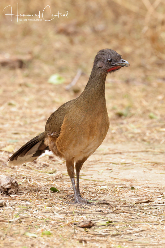 Plain Chachalaca (11).jpg