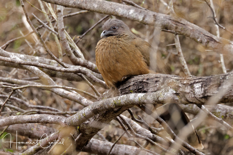 Plain Chachalaca (12).jpg