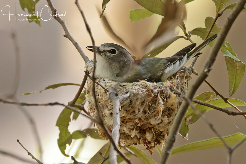 Plumbeous Vireo (03).jpg