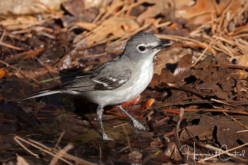 Plumbeous Vireo (04).jpg