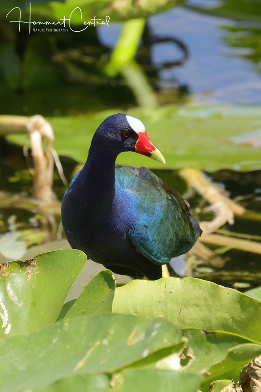 Purple Gallinule (06).jpg