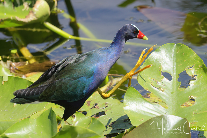 Purple Gallinule (07).jpg