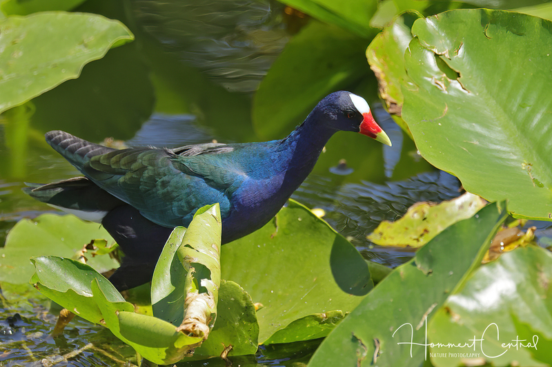 Purple Gallinule (08).jpg