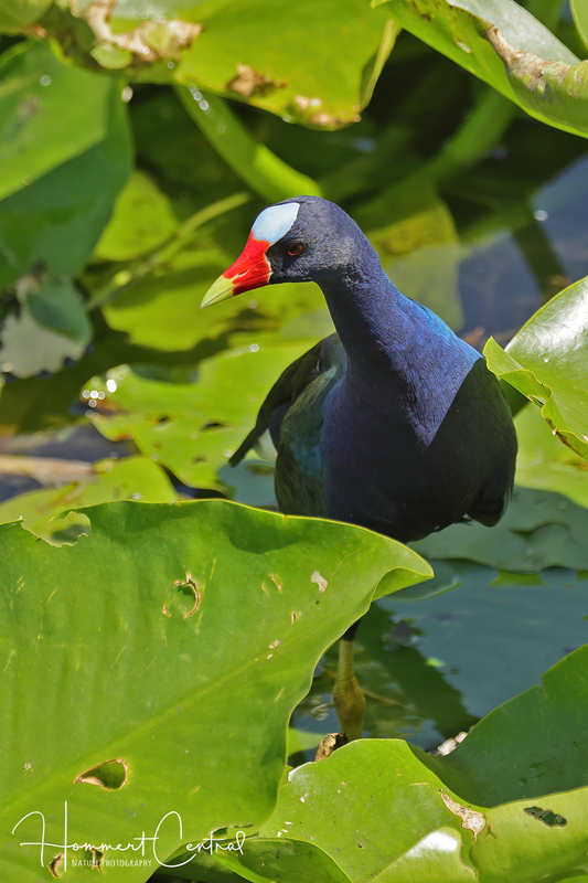 Purple Gallinule (09).jpg