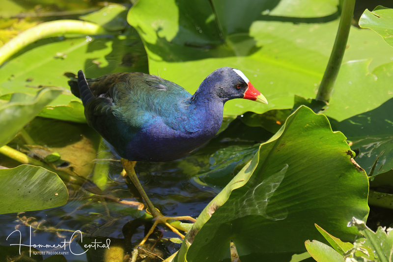 Purple Gallinule (10).jpg