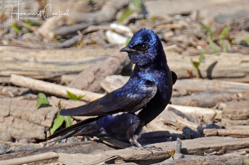 Purple Martin (06).jpg