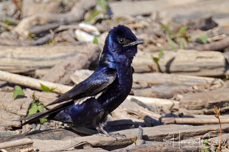 Purple Martin (07).jpg
