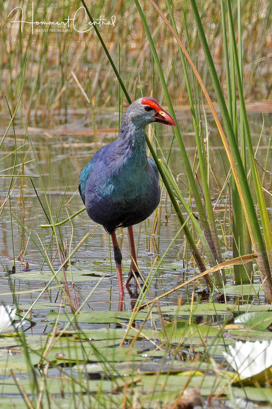 Purple Swamphen (04).jpg