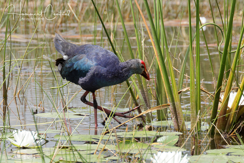 Purple Swamphen (05).jpg