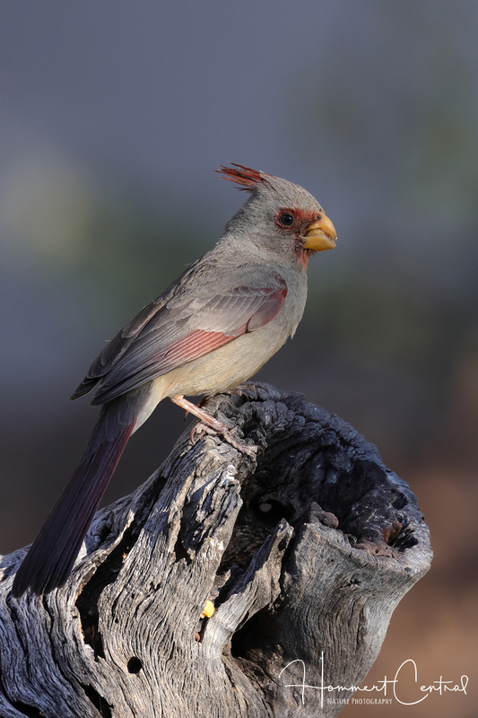 Pyrrhuloxia (female) (01).jpg