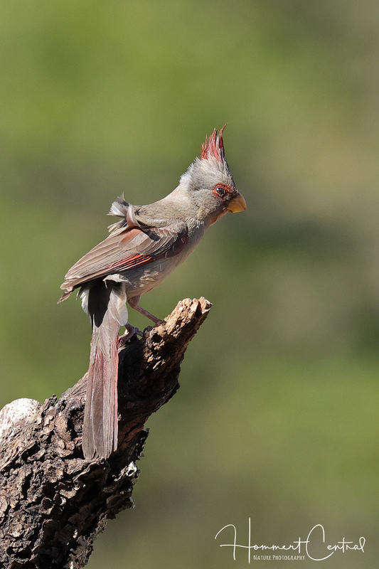 Pyrrhuloxia (female) (02).jpg