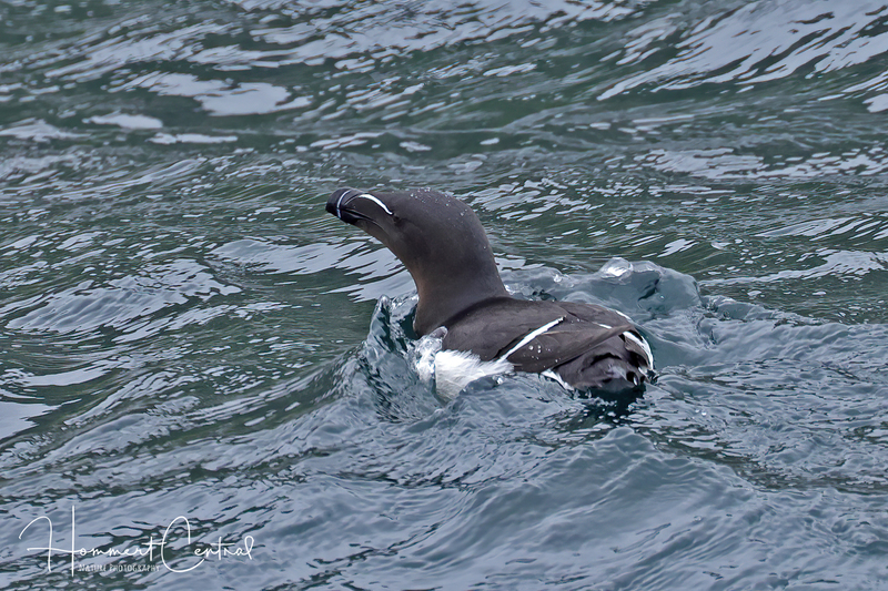 Razorbill (05).jpg