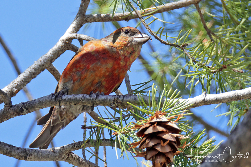 Red Crossbill (13).jpg