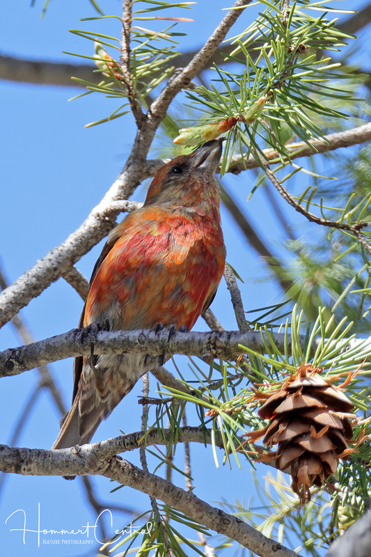 Red Crossbill (14).jpg