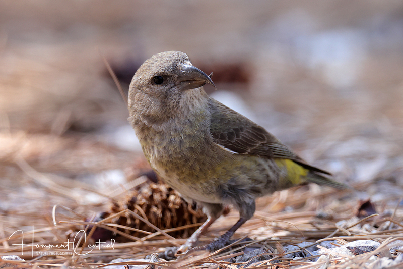 Red Crossbill (female) (10).jpg