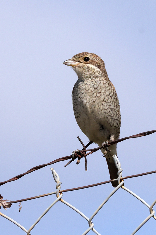 Red-backed Shrike (female) (01).jpg