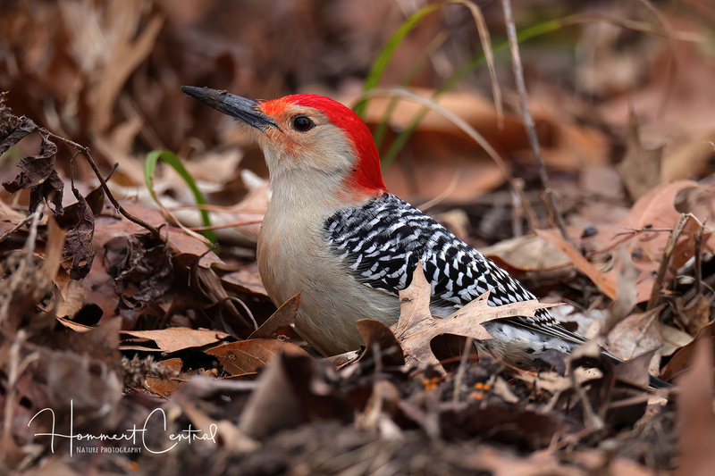 Red-bellied Woodpecker (11).jpg