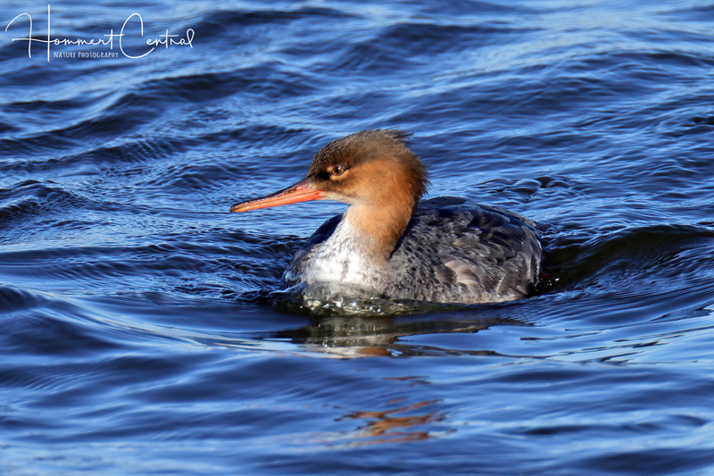 Red-breasted Merganser (female) (06).jpg