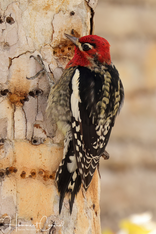 Red-breasted Sapsucker (04).jpg