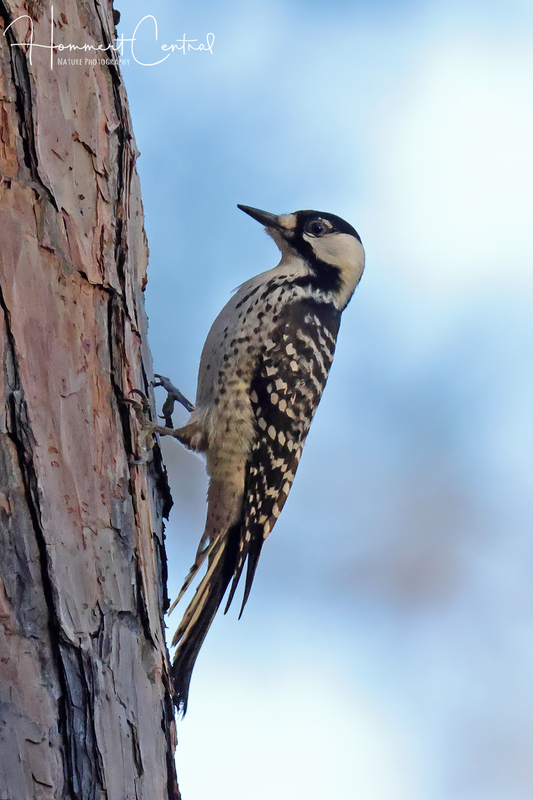 Red-cockaded Woodpecker (01).jpg