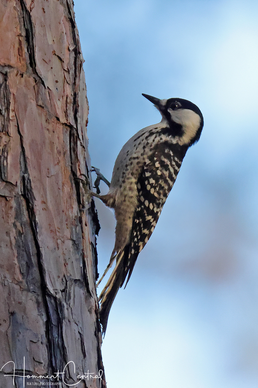 Red-cockaded Woodpecker (02).jpg