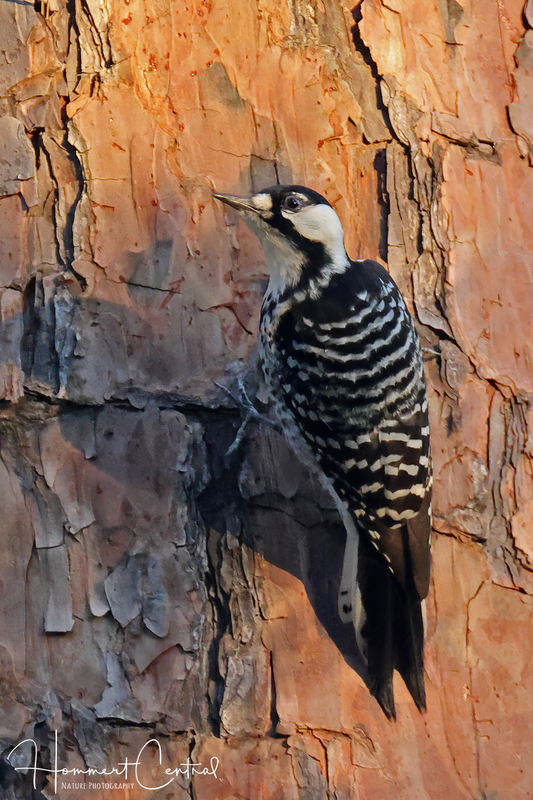 Red-cockaded Woodpecker (03).jpg