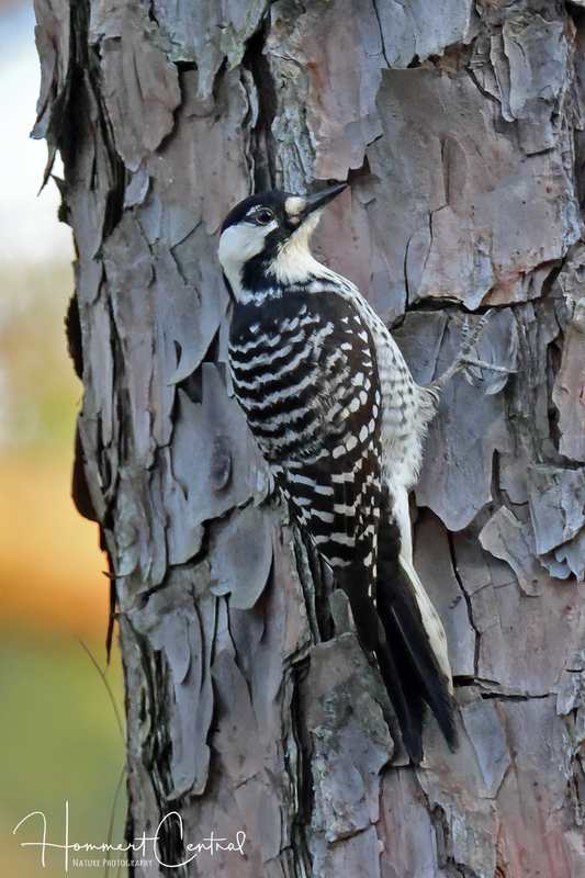 Red-cockaded Woodpecker (04).jpg