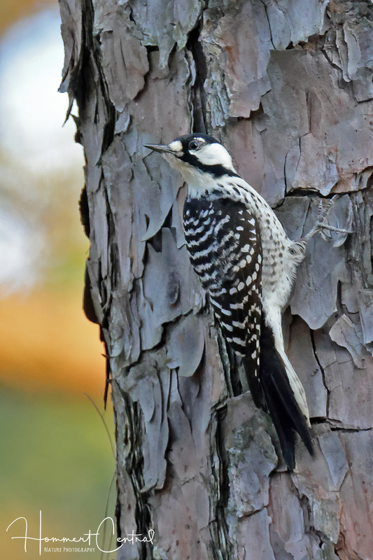 Red-cockaded Woodpecker (05).jpg