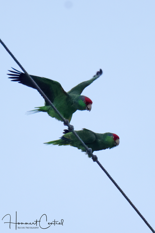 Red-crowned Parrot (02).jpg