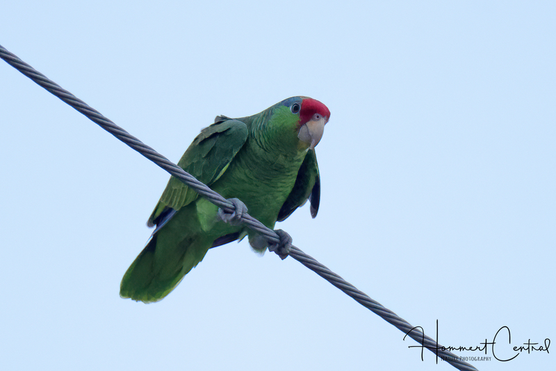 Red-crowned Parrot (03).jpg