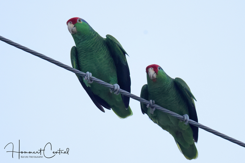 Red-crowned Parrot (04).jpg