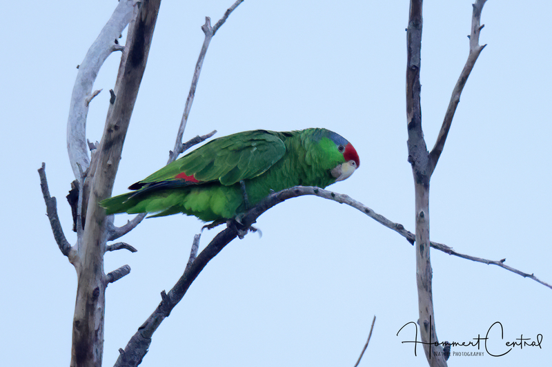 Red-crowned Parrot (05).jpg