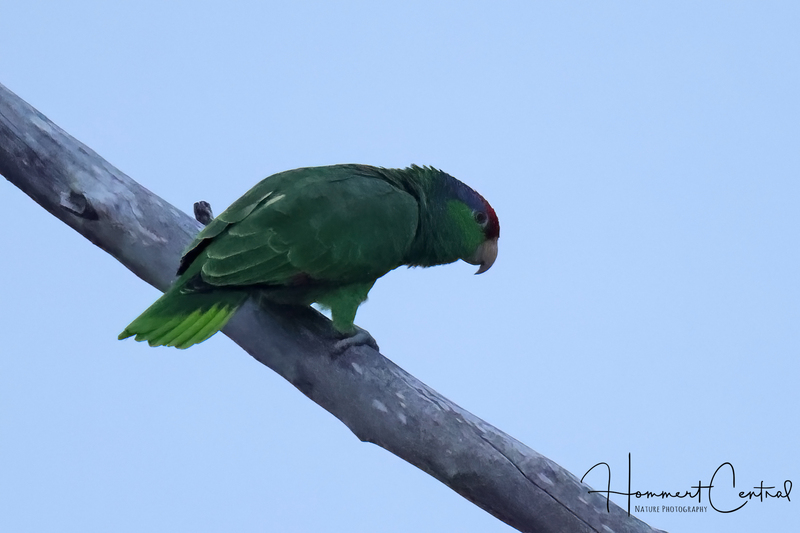 Red-crowned Parrot (first-year) (01).jpg