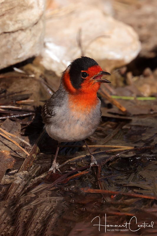 Red-faced Warbler (01).jpg