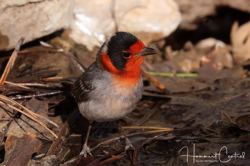 Red-faced Warbler (02).jpg
