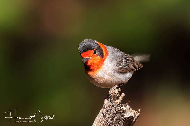 Red-faced Warbler (03).jpg