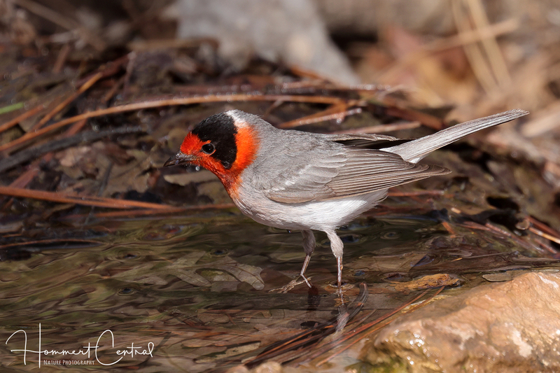 Red-faced Warbler (04).jpg