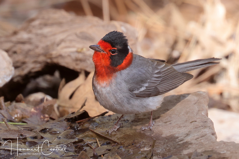 Red-faced Warbler (05).jpg